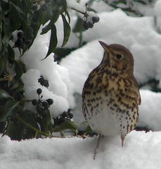 Song Thrush in the snow