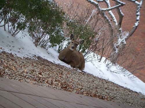 The deer outside my office at RIT