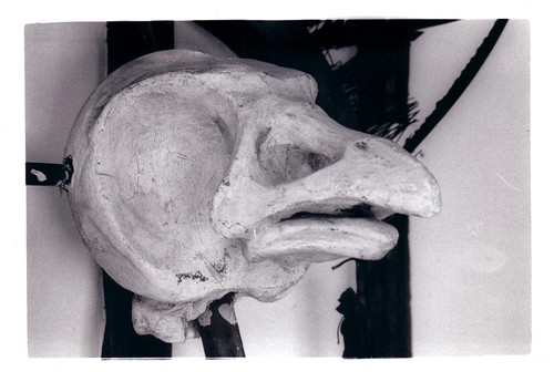 Bird skull.