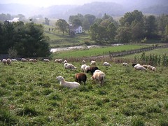 Sheep grazing in rural Virginia