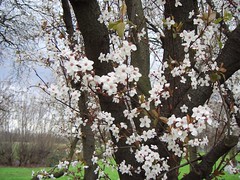 Burgess Park blossom, February 2007