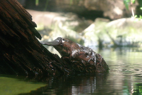 Platypus by superfluity, on Flickr
