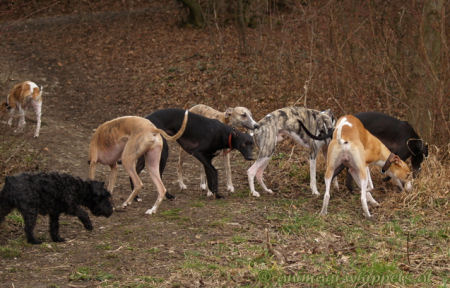 Whippet group