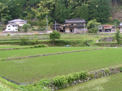 paysage japonais campagne (3)