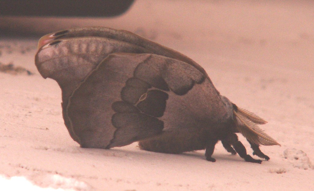 Male Polyphemus Moth, Side View