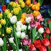 Houten kleurrijke tulpen