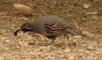 gambell's quail