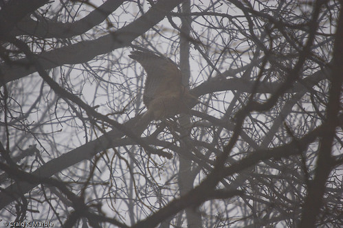 Red Shouldered Hawk in Fog