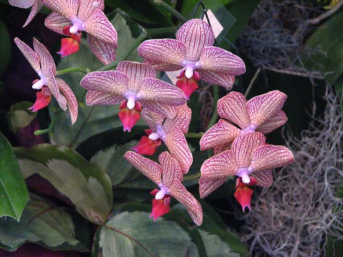 orchids at longwood garden orchid show by paladinsf