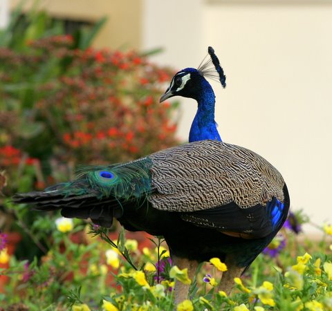 Peacock in the flowerbed 4