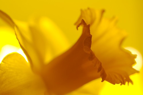 Strobe lit Daffodil