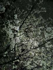 YO-ZAKURA, night cherry blossom