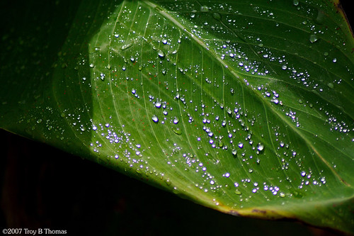 20070411_LeafWaterdrops_2