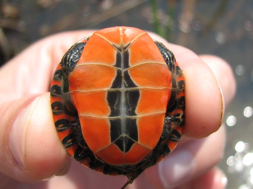 Turtle tummy