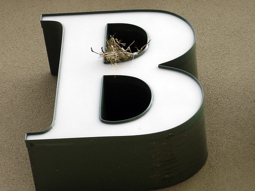 B is for Bird