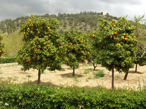 las naranjas del Alhambra