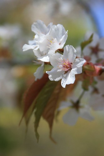 Cherry blossom 01