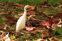 Median Egret