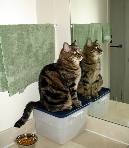 Mirror Image Cat