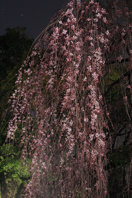 極寒の夜桜