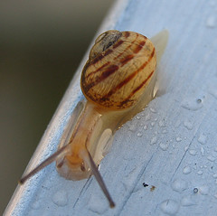 Snail after the rain,  chiocciola dopo la pioggia