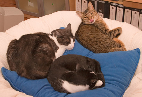 Cat pile