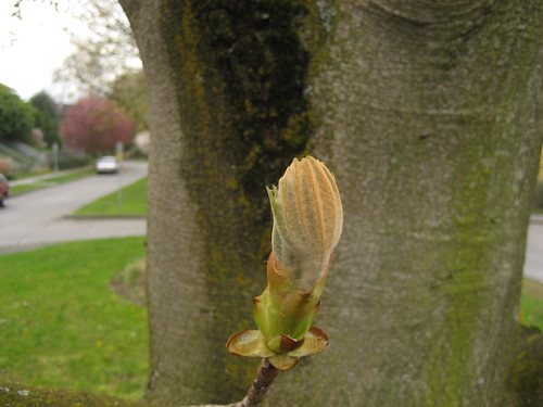 Chestnut leaf bud
