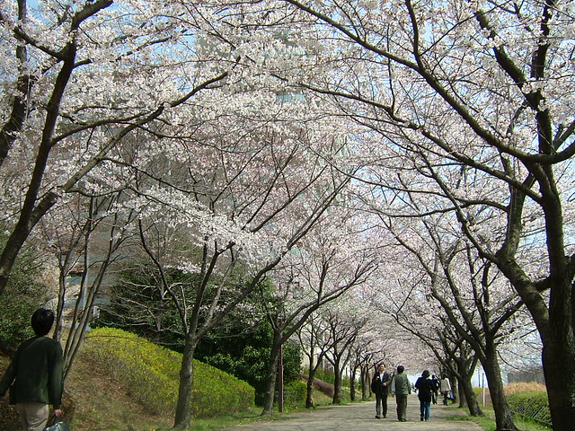 今日撮影したエントランス前の桜です。ぼち...