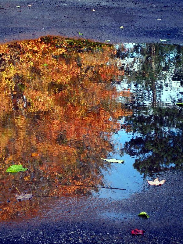 Reflections In A Puddle