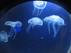 a jellyfish family