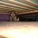 05- Decorative Under-the-Couch Dog