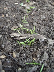 Carrot Seedings