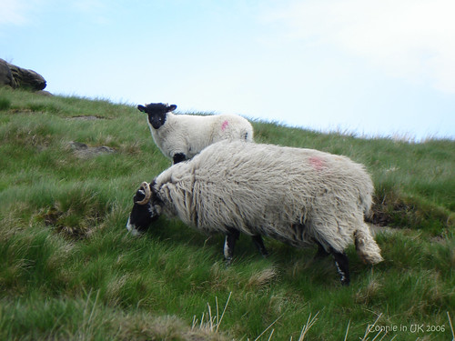 又見羊蹤，連懸崖也難不倒牠們
