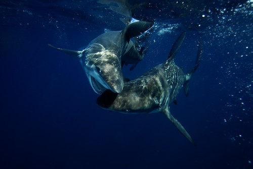 pics of sharks mating