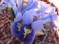 Delicate Iris