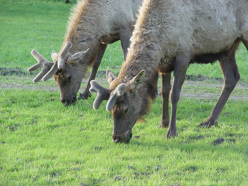 Elk in Elk Grove