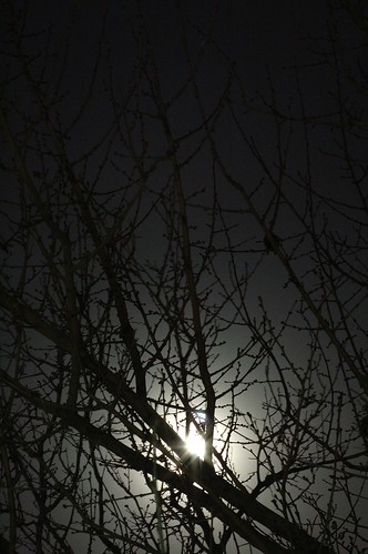 branches under the moon