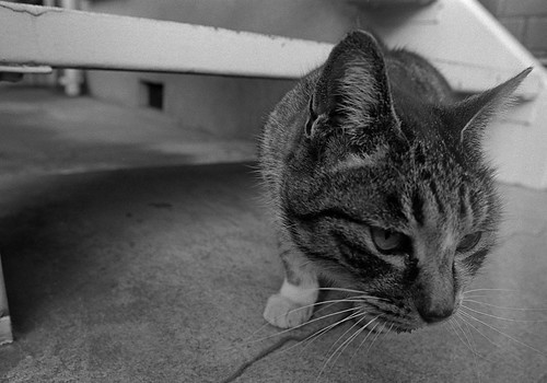 階段下の猫