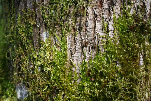 Tree Bark and Moss
