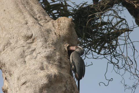 MG Hornbill entering the nest (3)