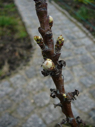 Blütenknospe Nektarinenbaum