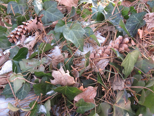 Ivy & Dead Leaves