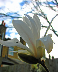 magnolia and skyline
