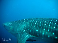 Whale Shark at Richelieu Rock, Thailand