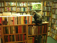Bookstore cat at Ophelias Books
