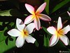 Ryan (From the Toba Plumeria Collection)