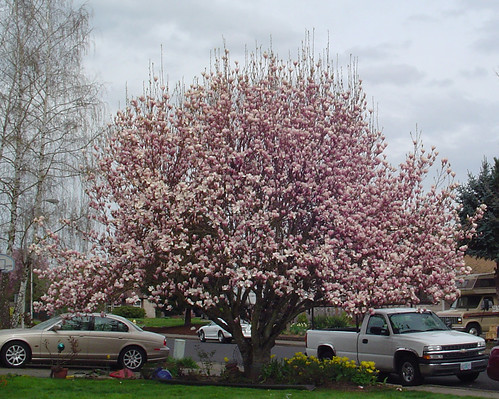 magnolia tree in bloom. Magnolia Tree in Bloom