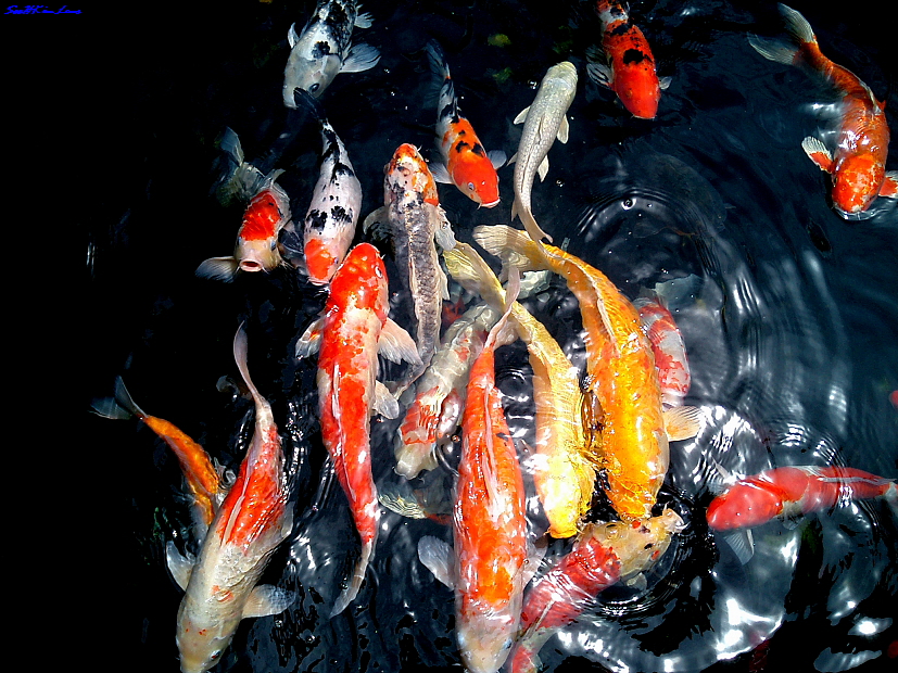 Fish @ Langkawi, Malaysia