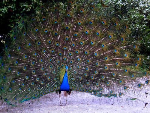 pavão | peacock