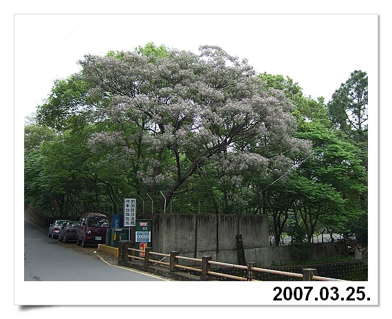 2007_0325F1 苦楝花